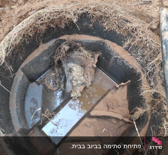 בור ביוב עם שורשים ולכלוך